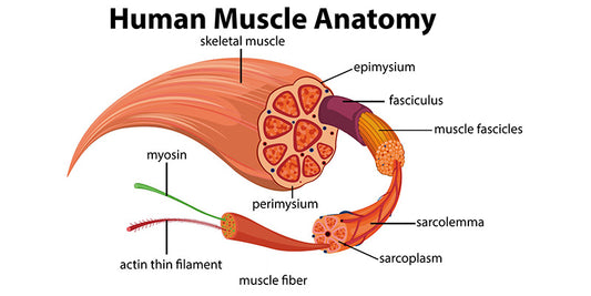 Musculoskeletal Pain