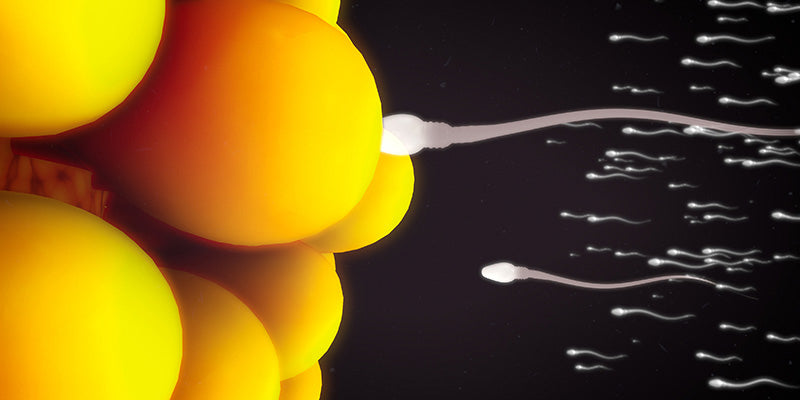 Penile conditions & Male reproductive health check