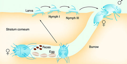 Viral, bacterial, fungal and parasitic infections