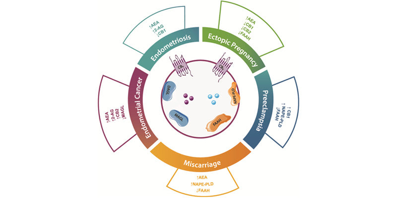 Endometriosis Outcome Improvement Activity