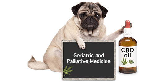 Medicinal Cannabis - Geriatric and palliative medicine