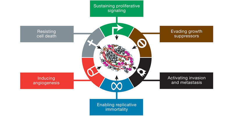 Plant-Based Medicine - Cancer – a curative approach – where to beyond symptom relief