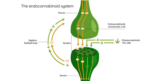 Endocannabinoid support – advanced techniques for maximising ECS efficiency