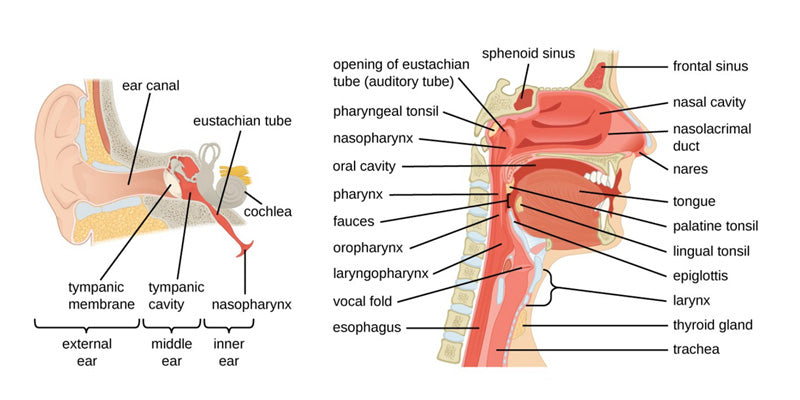 Upper Respiratory Tract Infection