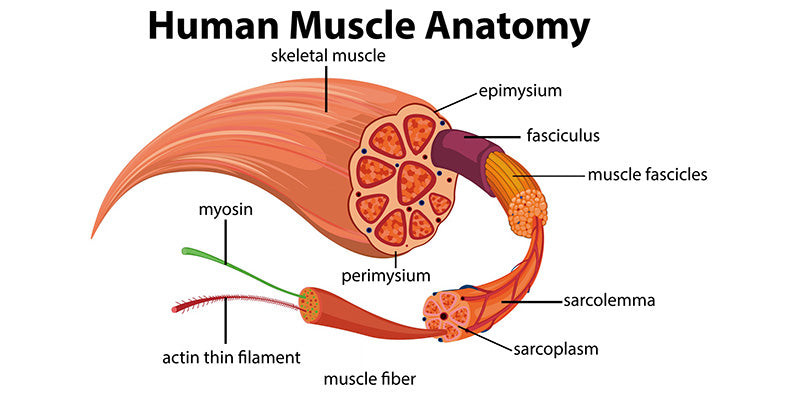 Musculoskeletal Pain