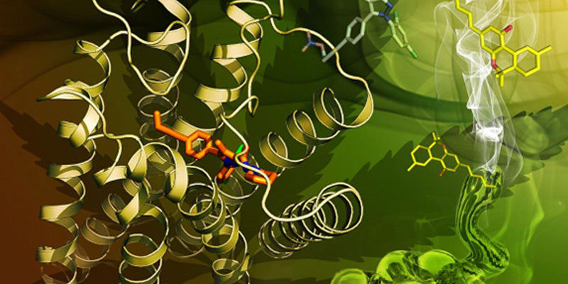 Introduction to the Endocannabinoid System