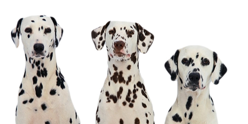 Malignant non-melanocytic lesions commonly seen in the practice