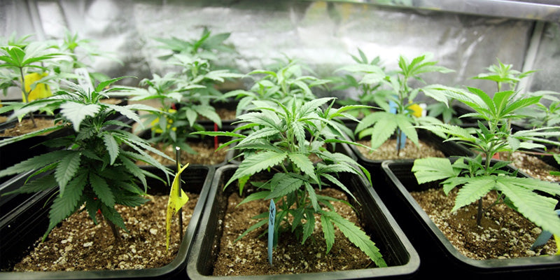 Plant-Based Medicine - Patient Cases and Basic Ailments