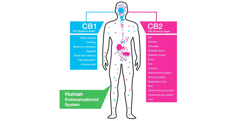 Medicinal Cannabis and Chronic pain Outcome Improvement Activity