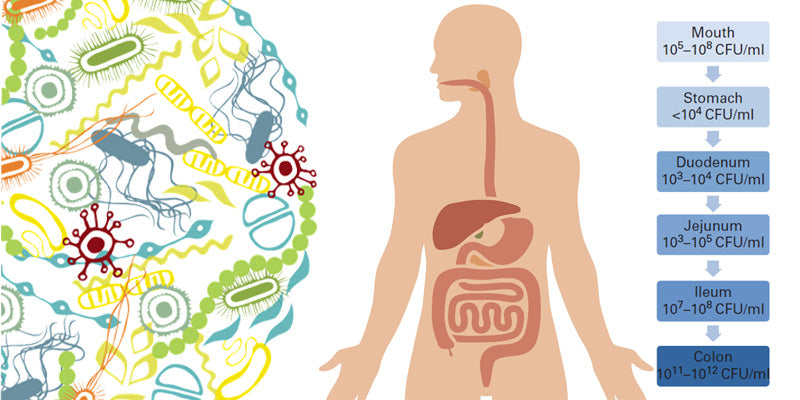 The gut microbiome: Prebiotic and probiotic treatments