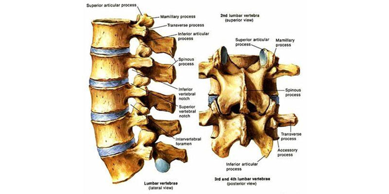 Low back pain Outcome Improvement Activity